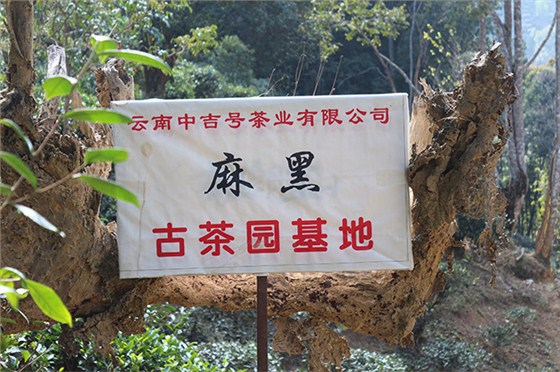 中吉號麻黑自有古茶園基地1