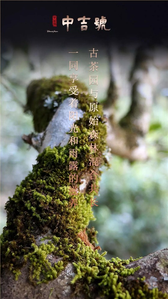 云南普洱茶旺財(cái)