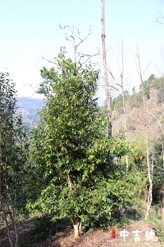 中吉號(hào)與麻黑茶