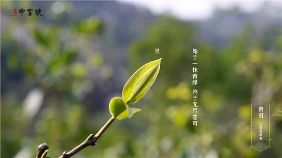 中吉號(hào)昔歸茶園