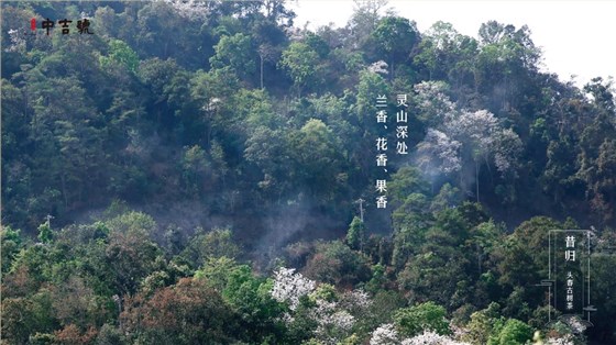 中吉號(hào)昔歸茶園