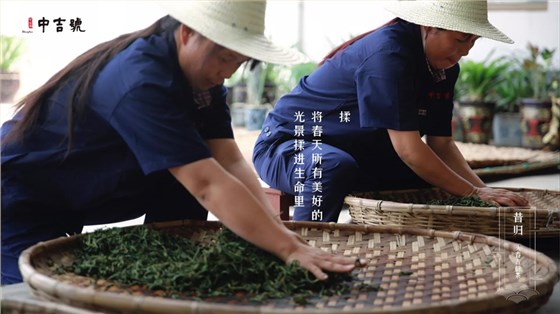 中吉號(hào)昔歸茶園