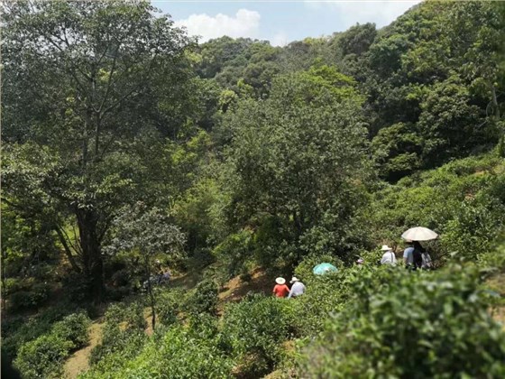 中吉號(hào)麻黑莊園