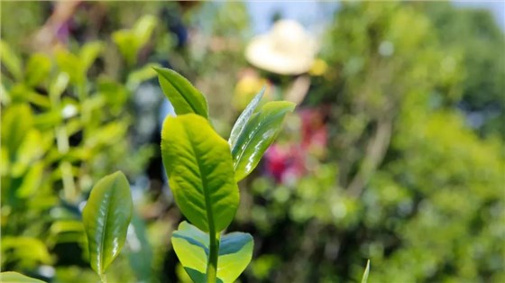 中吉號老班章普洱茶