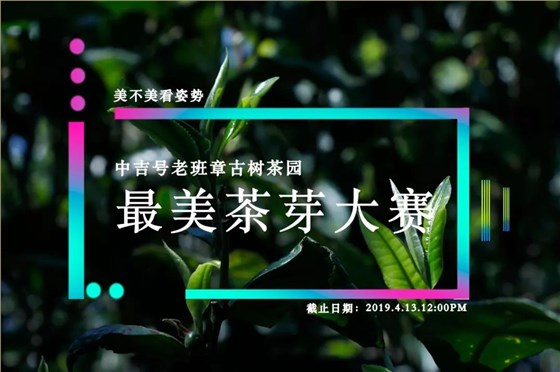 老班章茶芽大賽