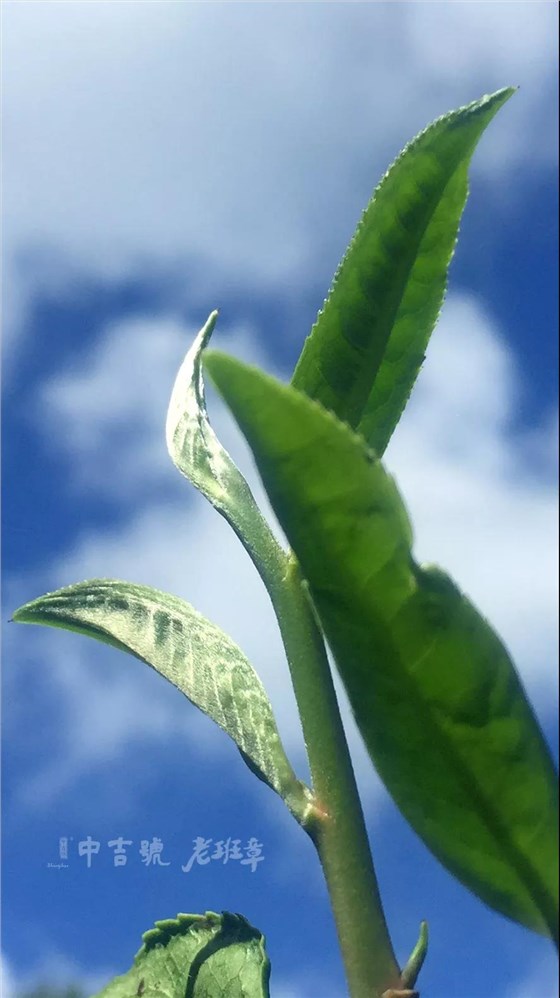 老班章茶芽大賽