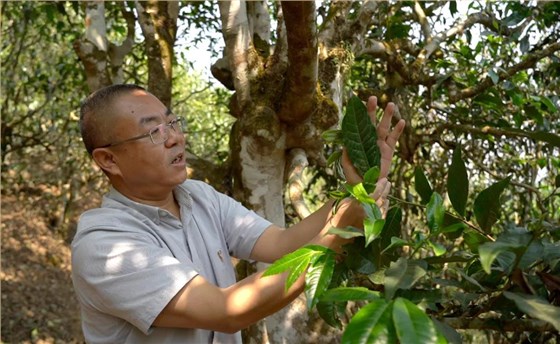 中吉號老班章普洱茶