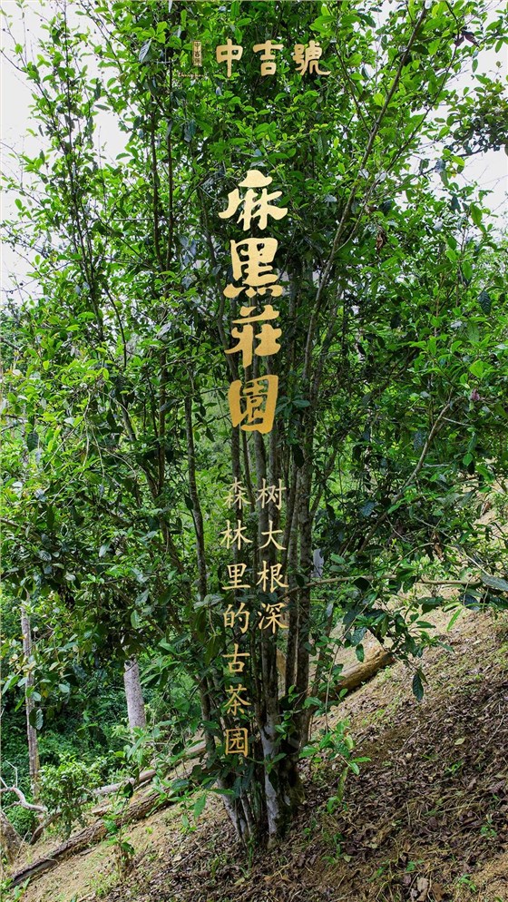 中吉號麻黑莊園