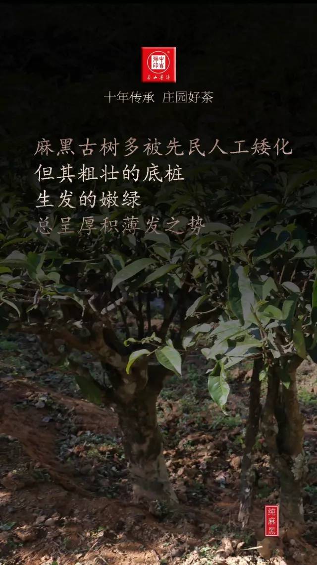 古樹(shù)茶純麻黑普洱茶