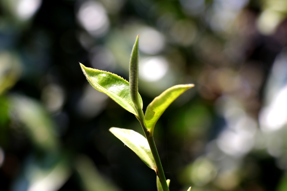 中吉號(hào)麻黑莊園