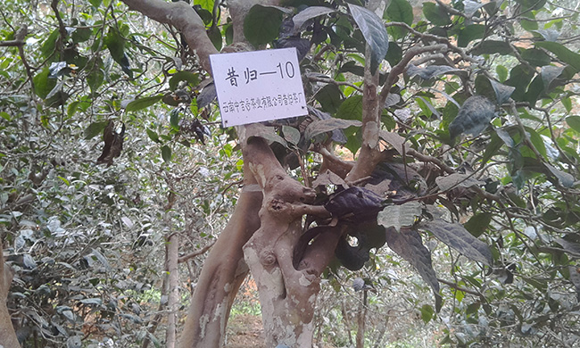 中吉號(hào)昔歸自有古茶園基地（一）