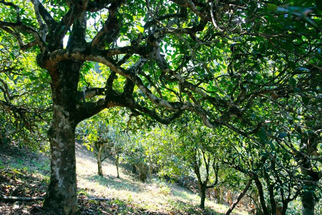 中吉號(hào)東莞?jìng)}庫(kù)