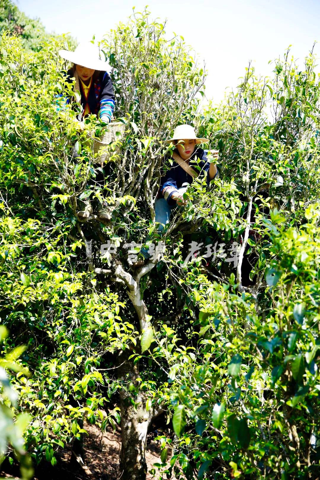 中吉號(hào)云南普洱茶