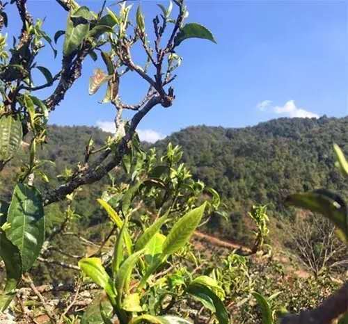 布朗山口糧茶