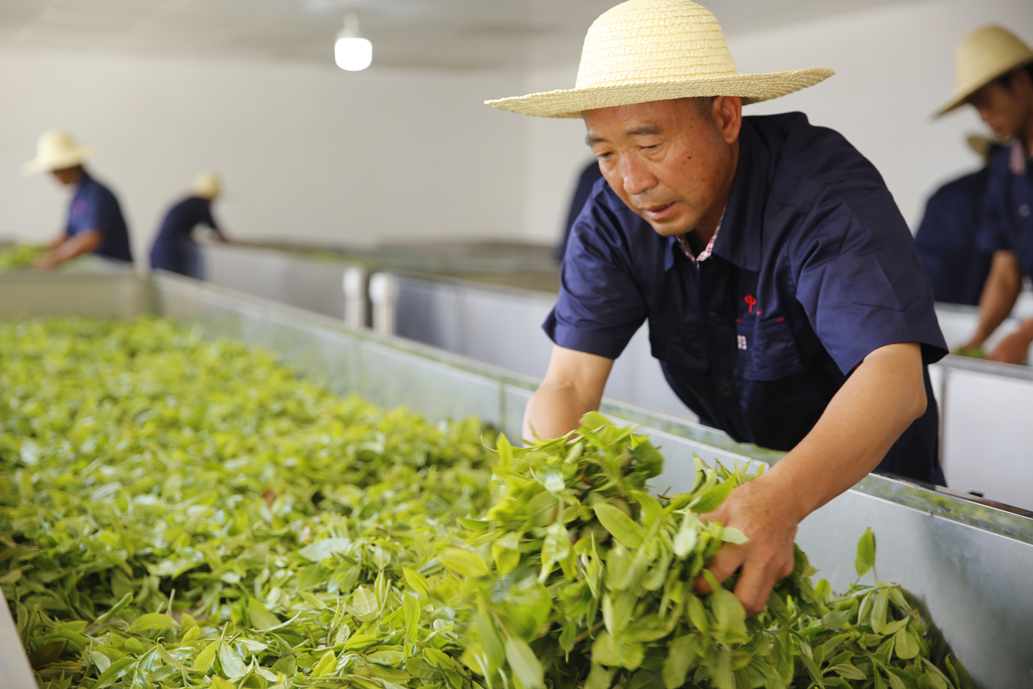 中吉號(hào)古樹茶