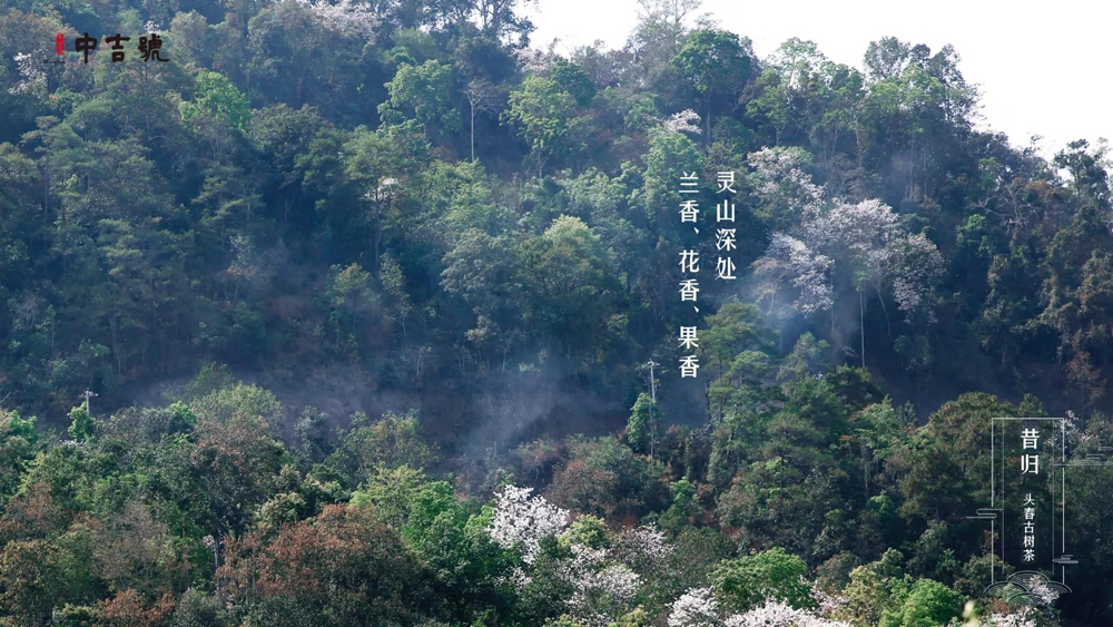 中吉號(hào)茶堂總結(jié)一下，"雨前"及"谷花"兩個(gè)時(shí)期所產(chǎn)的品質(zhì)最好