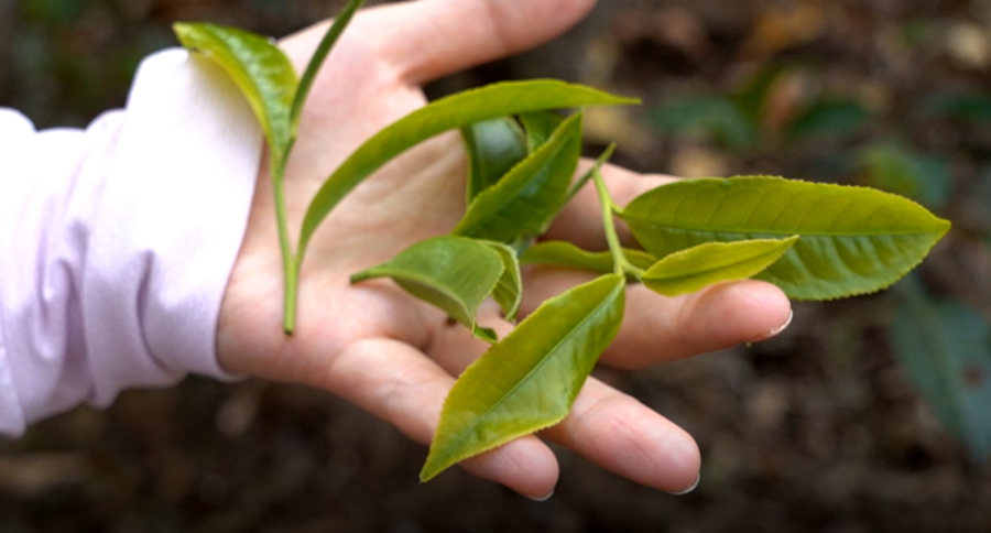 中吉號茶業(yè)