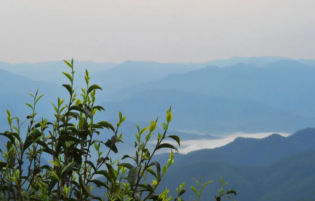 普洱茶