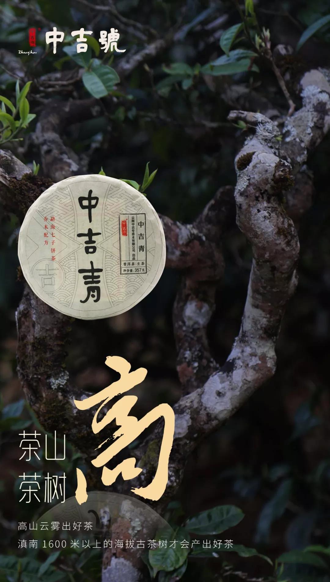 中吉青普洱茶